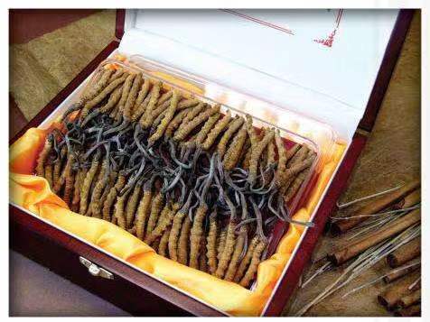 清新冬虫夏草回收